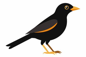 Myna bird vector art illustration