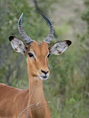 Schwarzfersenantilope oder Impala (Aepyceros melampus)