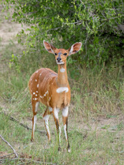 Südliche Schirrantilope, Südafrikanischer Buschbock, Tragelaphus sylvaticus
