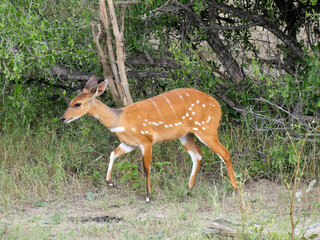 Südliche Schirrantilope, Südafrikanischer Buschbock, Tragelaphus sylvaticus