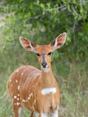 Südliche Schirrantilope, Südafrikanischer Buschbock, Tragelaphus sylvaticus