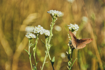 Schmetterling - Butterfly - Ecology - High quality photo