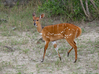 Südliche Schirrantilope, Südafrikanischer Buschbock, Tragelaphus sylvaticus