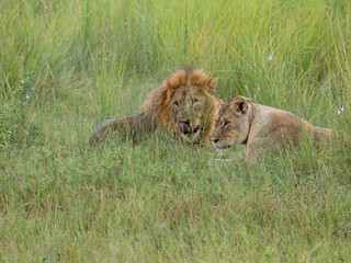 Löwe (Panthera leo)
