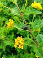 Black beetle on a yellow flower. Close-up. Selective focus.