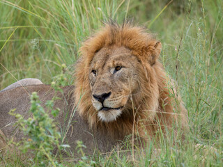 Löwe (Panthera leo)