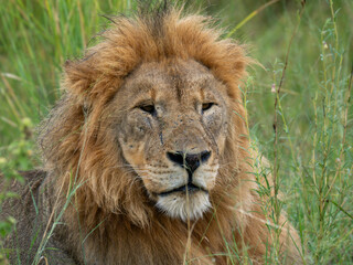 Löwe (Panthera leo)