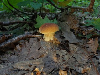 A beautiful edible mushroom grows in an oak leaf. White mushroom in the forest. Mushroom search and beautiful forest background with edible mushroom in oak leaf.