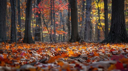 Autumn leaves form a vibrant carpet under majestic trees, blending warmth into the forest background