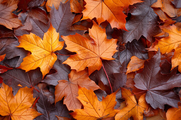 Fototapeta premium Abstract autumn background with maple yellow leaves