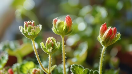Baby buds of geraniums, preparing to bring bursts of color and fragrance to window boxes and pots.