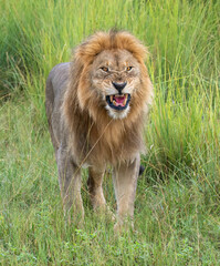 Löwe (Panthera leo)