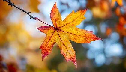 Isolated Colorful Maple Leaf in Autumn Season