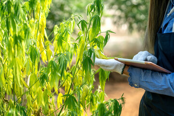 smart female farmer checking yellow weed and collect data by tablet. female asian farmer examining cannabis infected from pest or fungus. smart gardener observe dying marijuana plant using technology