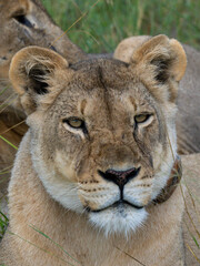 Löwe (Panthera leo)