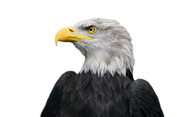 Obraz premium portrait american bald eagle isolated on white background