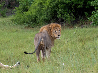 Löwe (Panthera leo)