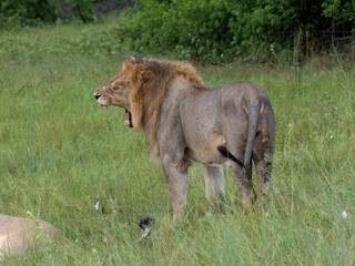 Löwe (Panthera leo)