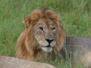 Löwe (Panthera leo)