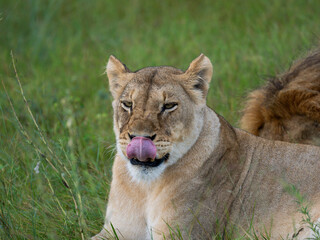 Löwe (Panthera leo)