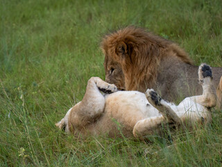 Löwe (Panthera leo)