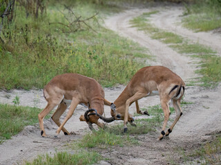 Schwarzfersenantilope oder Impala (Aepyceros melampus)