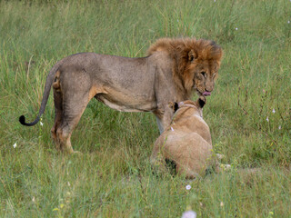 Löwe (Panthera leo)