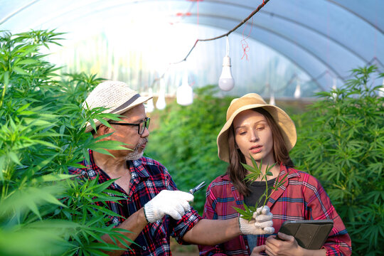 senior farmer cutting weed leaf teaching woman in glasshouse. asian farmer trimming weed plant with shears showing caucasian gardener. male agriculturist holding ganja leaf after cutting with shears