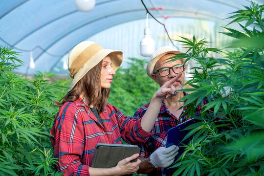 research farmer group checking weed plant in glasshouse. smart farmer doing weed plant care and collecting data using tool. asian man and caucasian woman analyze marijuana using tablet and clipboard
