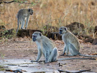 Südliche Grünmeerkatze (Chlorocebus pygerythrus)