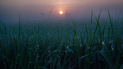 Sunset in the rice field with dew on the morning.