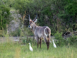 Ellipsen-Wasserbock (Kobus ellipsiprymnus)
