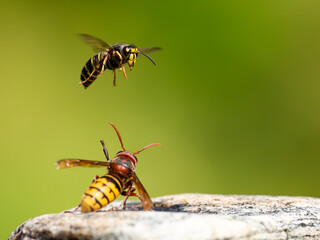 Hornisse (Vespa crabro) und Mittlere Wespe oder Kleine Hornisse (Dolichovespula media)