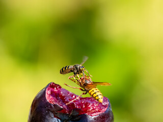 Hornisse (Vespa crabro) und Mittlere Wespe oder Kleine Hornisse (Dolichovespula media)