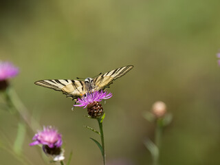 Segelfalter (Iphiclides podalirius) im Moseltal