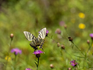 Segelfalter (Iphiclides podalirius) im Moseltal