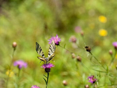 Segelfalter (Iphiclides podalirius) im Moseltal