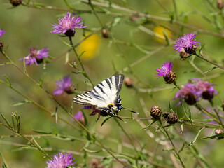 Segelfalter (Iphiclides podalirius) im Moseltal