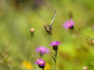 Segelfalter (Iphiclides podalirius) im Moseltal