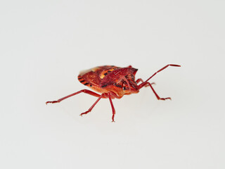 Variegated Fruit Bug. Codophila varia