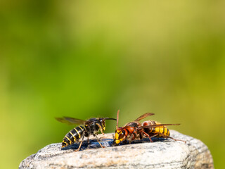 Hornisse (Vespa crabro) und Mittlere Wespe oder Kleine Hornisse (Dolichovespula media)