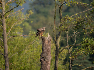 Schwarzmilan oder Schwarzer Milan (Milvus migrans)