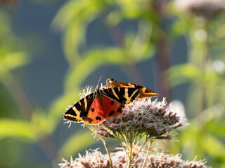 Spanische Flagge (Euplagia quadripunctaria), auch Russischer Bär