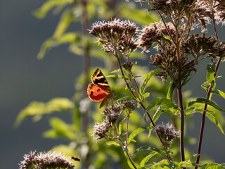 Spanische Flagge (Euplagia quadripunctaria), auch Russischer Bär