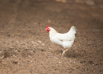 A white chicken walks around the yard, enjoying life.