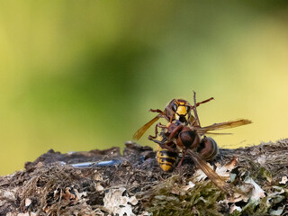 Hornisse (Vespa crabro) Arbeiterinnen kämpfen auf Leben und Tod