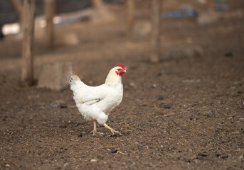 A white chicken walks around the yard, enjoying life.