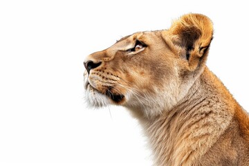 Close-up of two lionesses looking attentively with a white background.