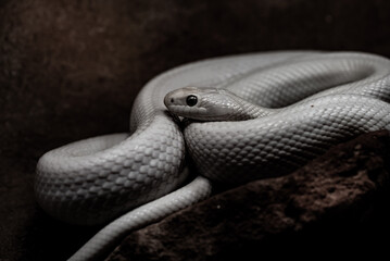 SERPIENTE