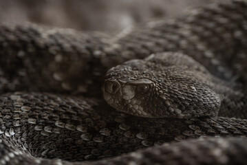SERPIENTE